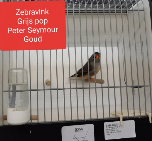 peter seymoer 